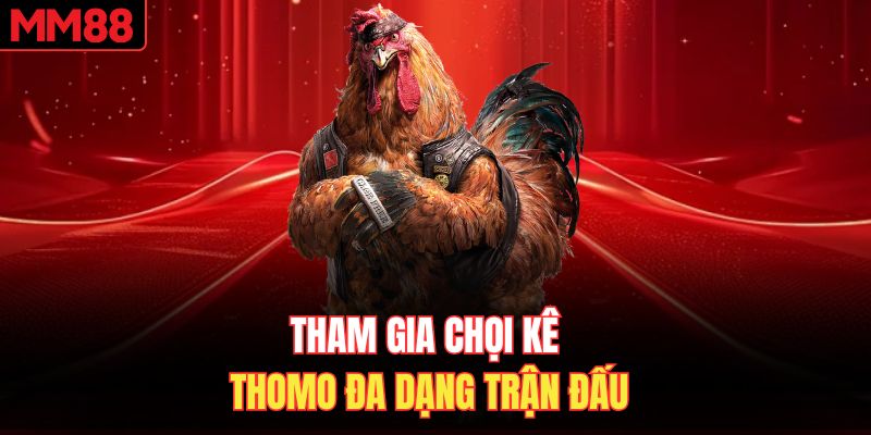 Tham gia chọi kê Thomo đa dạng trận đấu